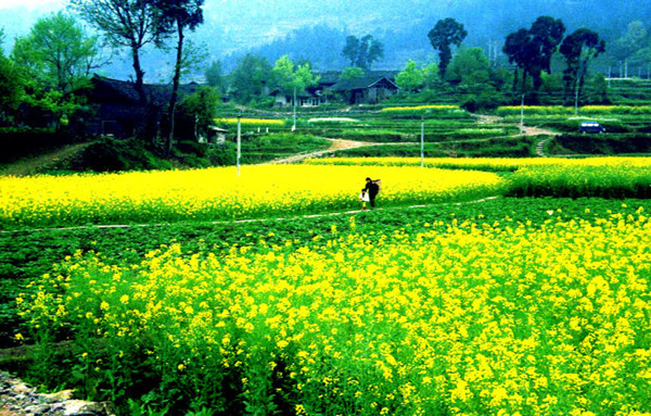 香港宝典全年资料大全